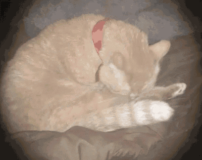 a cat with a red collar sleeping on a bed