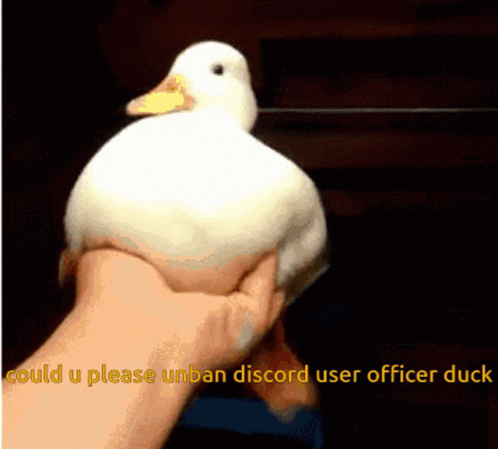 Duck Discord GIF - Duck Discord Cord GIFs