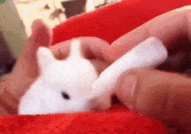 a person is holding a small white rabbit in their hands on a red blanket .