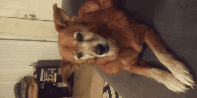a brown dog laying on a couch looking up at the camera