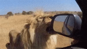 Lion Helping GIF - Lion Helping Car GIFs