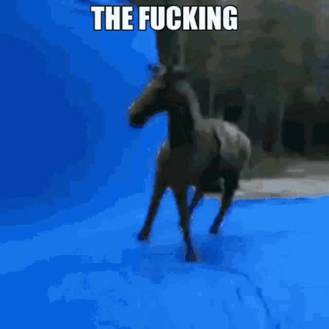 The Fucking Horse GIF - The Fucking Horse GIFs