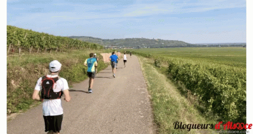 Vignoble Alsace GIF - Vignoble Alsace Marathoncolmar GIFs