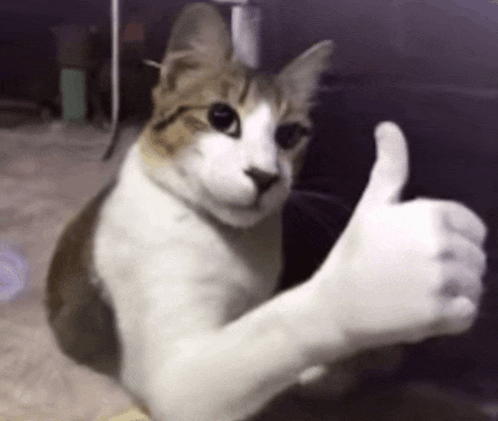 a brown and white cat giving a thumbs up sign