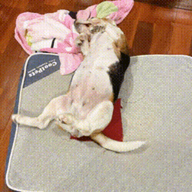 a dog is laying on top of a coolpet mattress