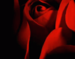 Rose Blooming GIF - Rose Blooming GIFs