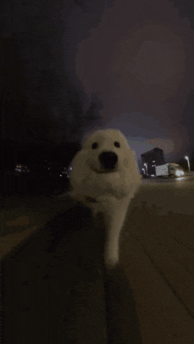 a dog is running down a street at night