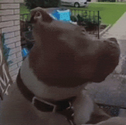 Dog Funny Meme Doorbell GIF - Dog Funny Meme Doorbell What GIFs
