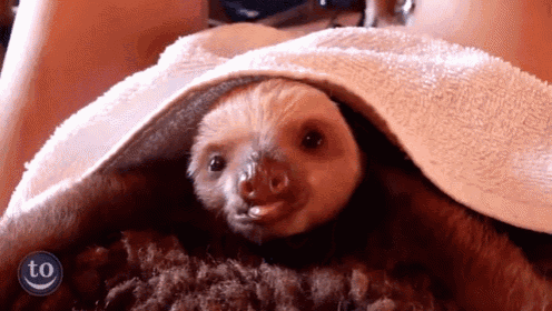 Wakey Wakey GIF - Sloths Babies Yawn GIFs
