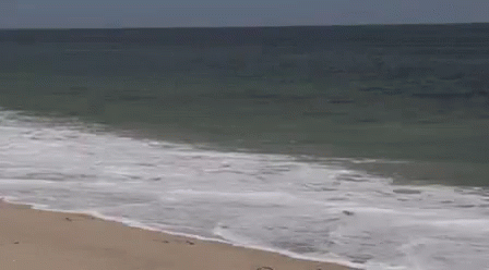 shark-chase.gif