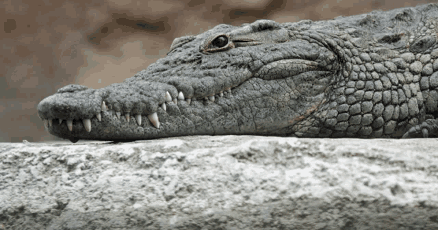 a close up of a crocodile laying on a concrete surface
