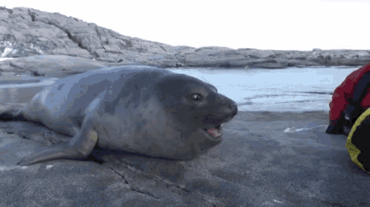 a seal is laying on a rocky beach with its mouth open