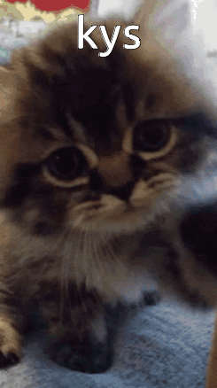 Cat Kys GIF - Cat Kys Keep Yourself Safe GIFs