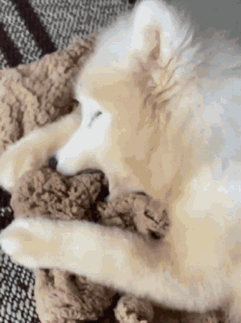 a white puppy is laying on a blanket on the floor .