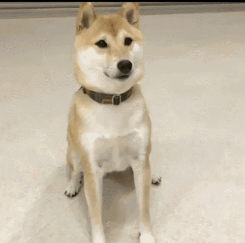 Dog Shiba GIF - Dog Shiba Nodding GIFs