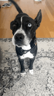 a black and white dog with blue eyes is looking up at the camera