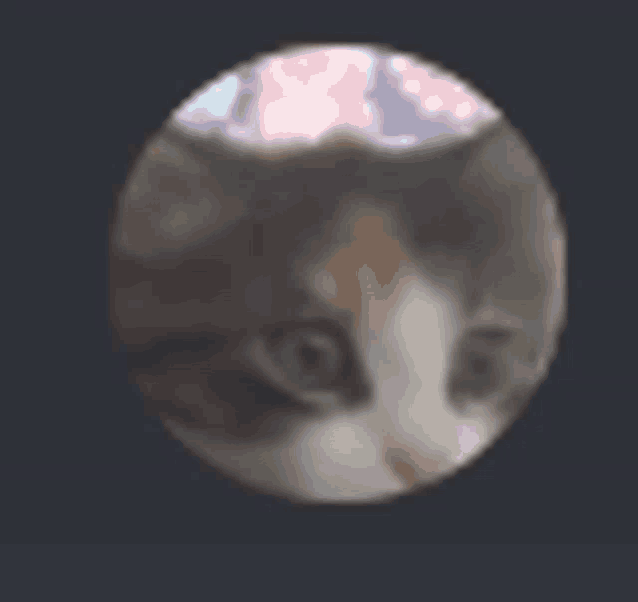 a blurred image of a cat 's face in a circle .