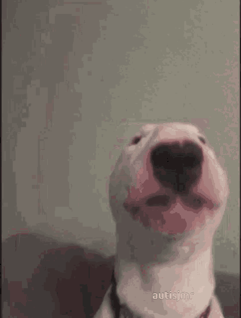 a close up of a dog 's face with the name autismjmr on the bottom right corner .