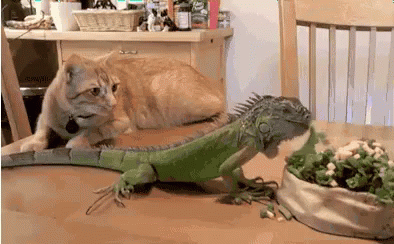 Excuse Me GIF - Cat Iguana Eat GIFs