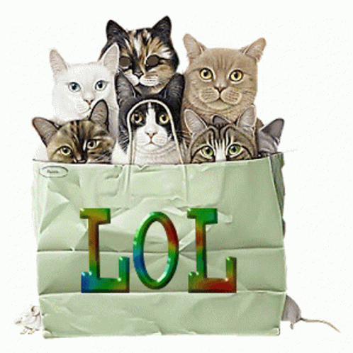 Cat Bag Lol GIF - Cat Bag Lol Cute GIFs