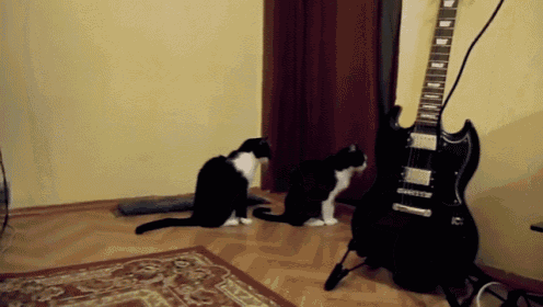 a black and white cat sitting next to a black electric guitar