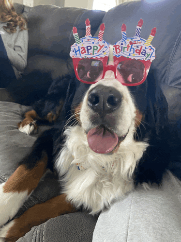 a dog wearing a pair of birthday glasses