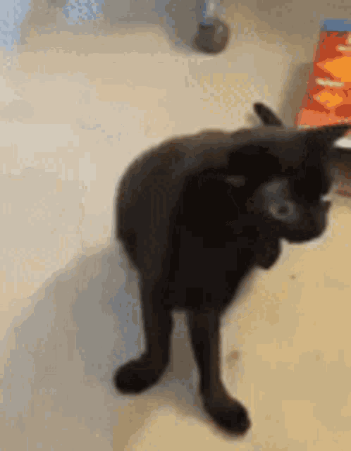 a black cat is standing on its hind legs on a carpeted floor .