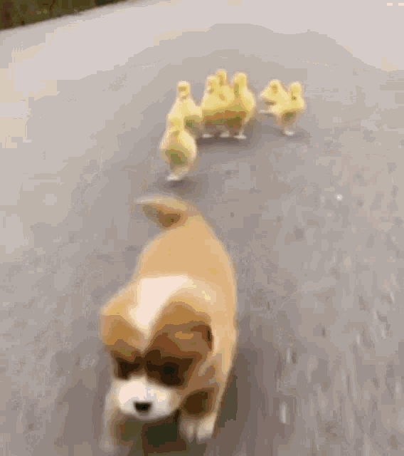a dog and ducklings are walking on a road .
