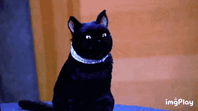 a black cat with a necklace around its neck is on a screen with imgplay written in the corner
