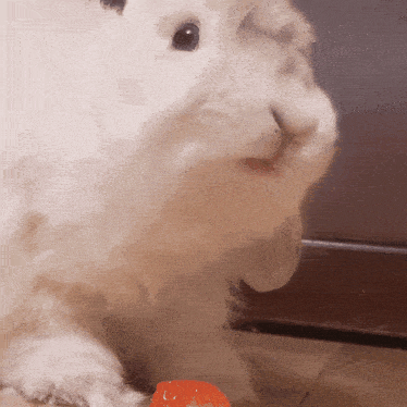 a close up of a white rabbit eating a strawberry