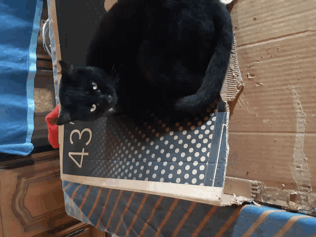 a black cat is laying on top of a cardboard box that says 43