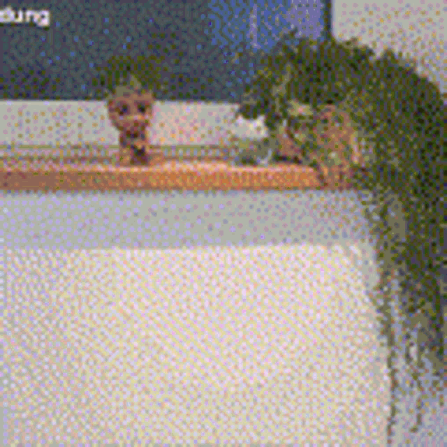 a plant is sitting on a shelf in front of a window with the word burg written on it