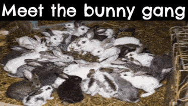Bunny Game GIF - Bunny Game GIFs