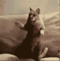 a cat is standing on its hind legs on a couch and looking at the camera .