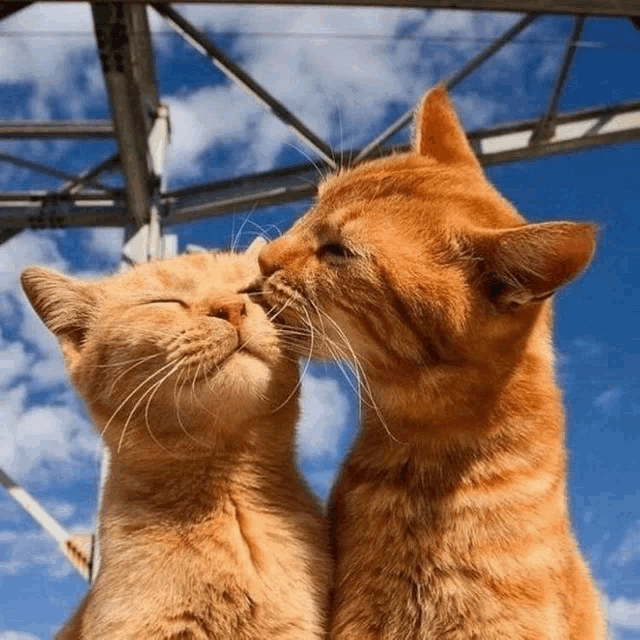 two orange cats are kissing each other on the nose