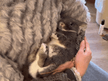 a person is holding a small gray and white rabbit