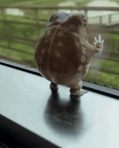a frog is standing on a window sill and giving a middle finger