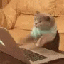 Cat Typing GIF - Cat Typing Busy GIFs