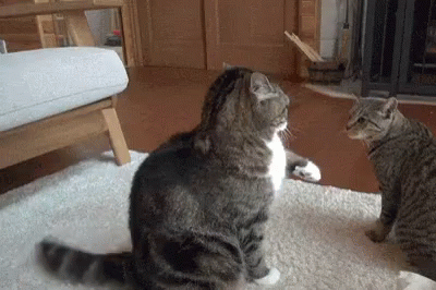 Cat Fight GIF - Cat Fight Come At Me GIFs