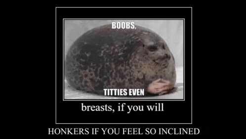 a picture of a seal with the words boobs , titties even breasts , if you will honkers if you feel so inclined