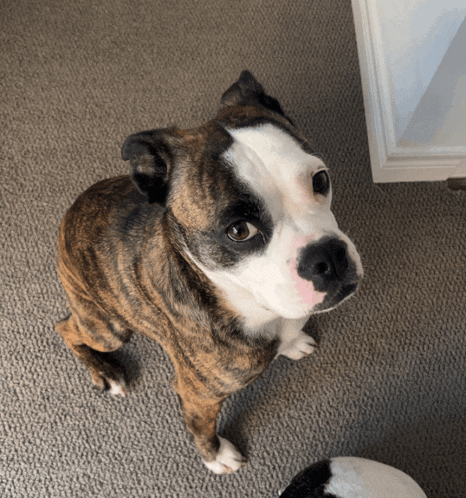 a brown and white dog is sitting on a carpet and looking up at the camera