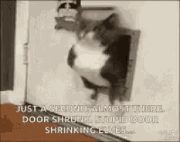a cat is sticking its head out of a cat door .