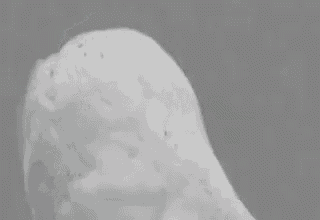 a black and white photo of a snowy owl with its eyes wide open .