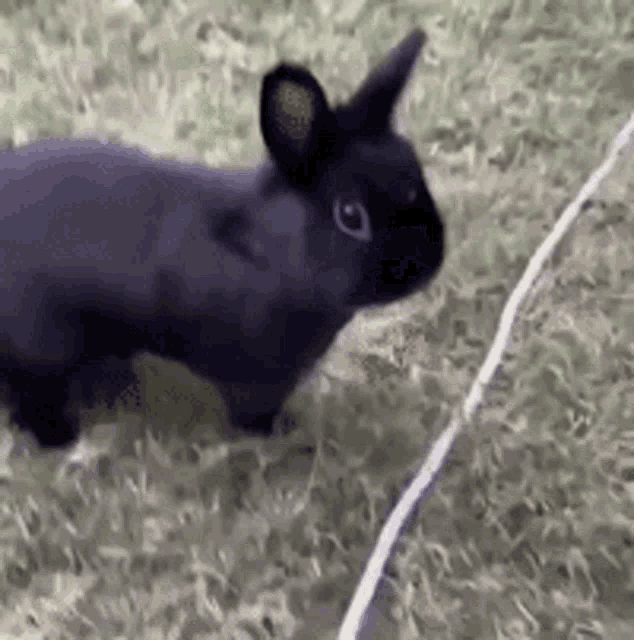 Bunny Stomp GIF - Bunny Stomp Angry GIFs