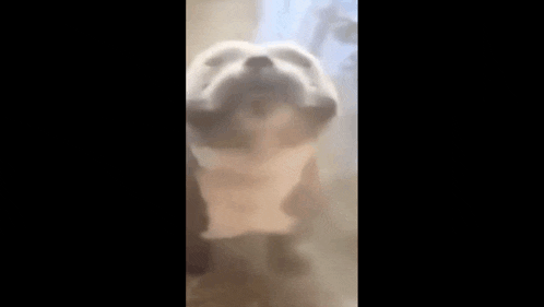 a dog is standing behind a glass door and looking out .