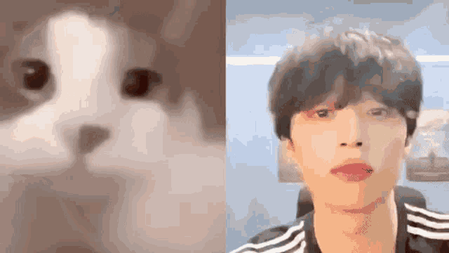 a close up of a cat 's face next to a man 's face .
