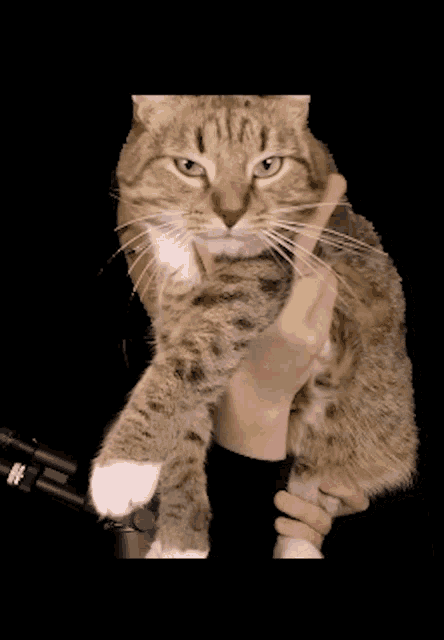 a person is holding a cat in their arms and the cat is giving the middle finger