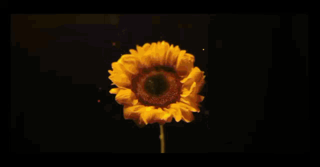 a sunflower is glowing in the dark with the sun shining through it