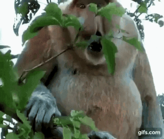 a monkey is eating leaves from a tree .