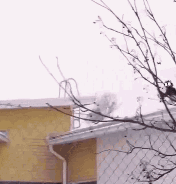 a snowy roof of a house with a ladder on it and a tree in the foreground .